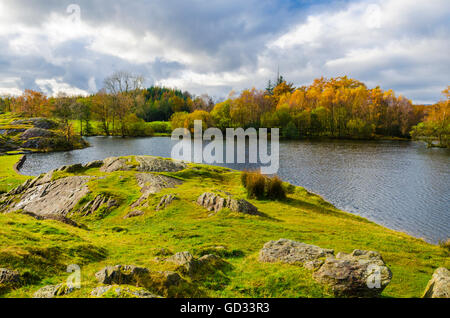 Eccles Moss sur Tarn Loweswater Heights près de loin Sawrey dans le Parc National du Lake District, Cumbria, Angleterre. Banque D'Images