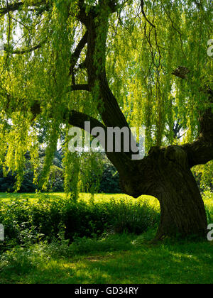 Willow Tree genre Salix un feuillu à côté de plus en plus un flux avec lumière du soleil à travers les branches Banque D'Images