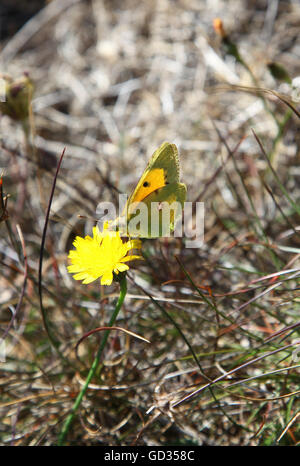 Un papillon jaune obscurci (Colias croceus) sur une fleur jaune Angleterre Royaume-Uni Banque D'Images