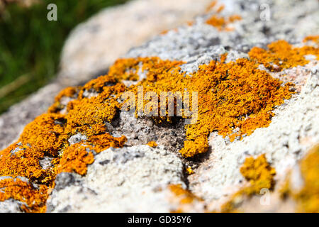 Xanthoria parietina est un lichen foliacé, ou de feuilles, lichen lichen orange commun nom commun Banque D'Images