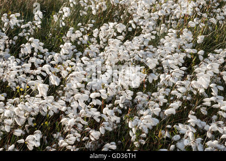 La linaigrette dans le vent sur la lande du Nord de l'Angleterre. Banque D'Images