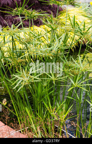 Les capitules dans terminal fans de l'égide de carex, Cyperus alternifolius (involucratus), cultivée comme plante d'été un bassin marginal Banque D'Images