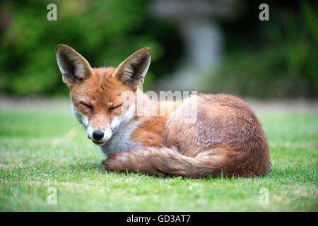 Fox se recroquevilla sur l'herbe face au spectateur, les yeux fermés, les oreilles d'alerte. Banque D'Images