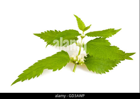 Les orties avec fleurs isolated on white Banque D'Images