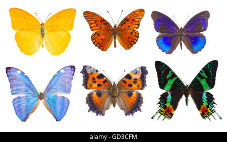 Papillon Bleu morpho adonis Banque D'Images