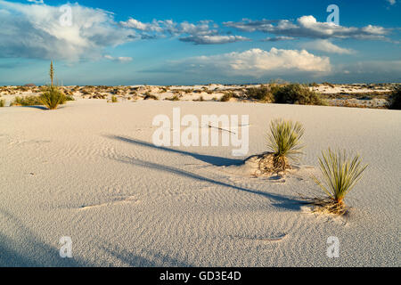 Yuccas dans le sable du désert Banque D'Images