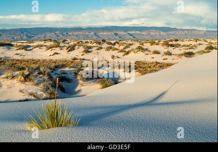 Yucca dans le sable du désert Banque D'Images