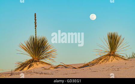 Yuccas avec pleine lune Banque D'Images