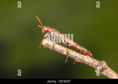 Un pigeon mâle Tremex (Tremex columba) magyar (Bois wasp) s'accroche à la fin d'une brindille. Banque D'Images