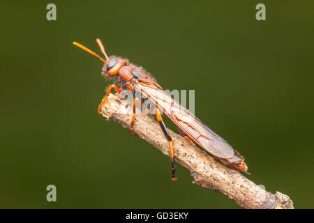 Un pigeon mâle Tremex (Tremex columba) magyar (Bois wasp) s'accroche à la fin d'une brindille. Banque D'Images