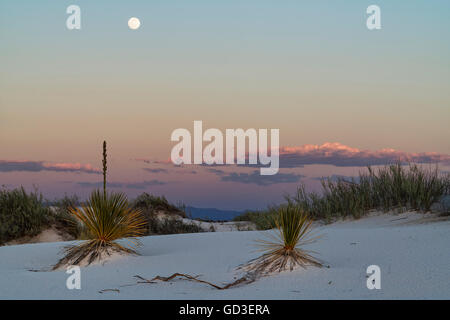 Désert des yuccas avec pleine lune Banque D'Images