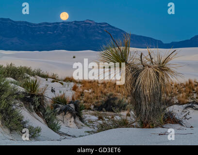 Yuccas du désert avec la pleine lune Banque D'Images