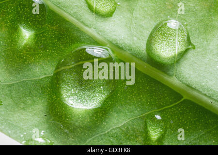 Gouttes d'eau sur feuille verte. Un plan macro. Banque D'Images