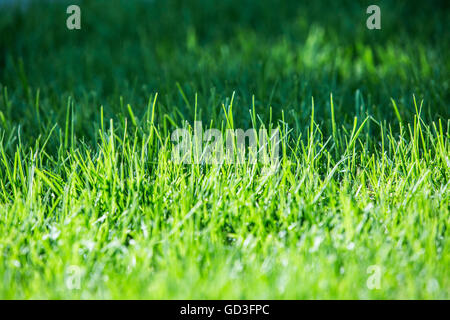 L'herbe verte fraîche. Close up. Banque D'Images