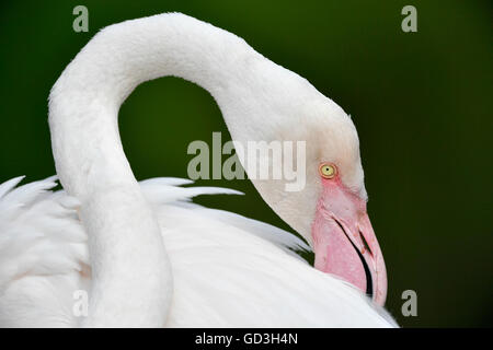 Grand Blanc Flamingo (Phoenicopterus ruber roseus), soins de plumage, captive, Banque D'Images