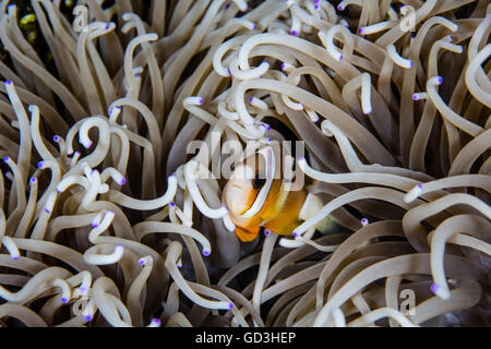 Un poisson clown de Clark (Amphiprion clarkii) nage entre les tentacules de l'anémone de son hôte sur un récif en Indonésie. Banque D'Images