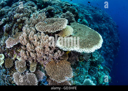 Un beau récif de corail pousse dans le Parc National de Wakatobi, Indonésie. Cette région abrite un large éventail de la biodiversité marine. Banque D'Images