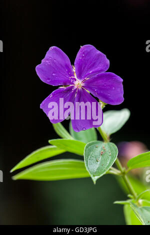 La princesse Fleur, Glorybush, Pleroma, Lasiandra, ou pourpre gloire (Tibouchina urvilleana arbre Pachira Lodge) près dans Tortuguero Banque D'Images