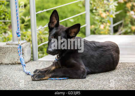 Vito, un berger allemand de quatre mois de repos de chiot dans l'entrée de sa maison à Issaquah, Washington, USA Banque D'Images