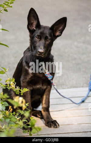 Vito, un berger allemand de 4 mois chiot assis dans l'allée de sa maison à côté de chèvrefeuille arbustes Banque D'Images