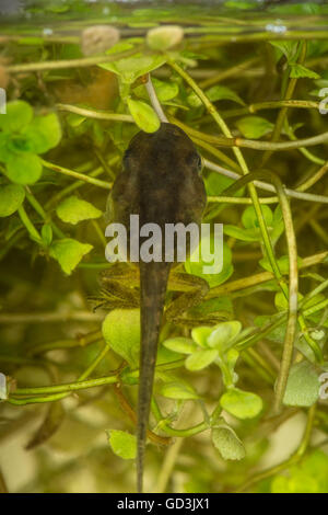 Un têtard (également appelé un pollywog ou polliwog) est le stade larvaire dans le cycle de vie d'un amphibie Banque D'Images