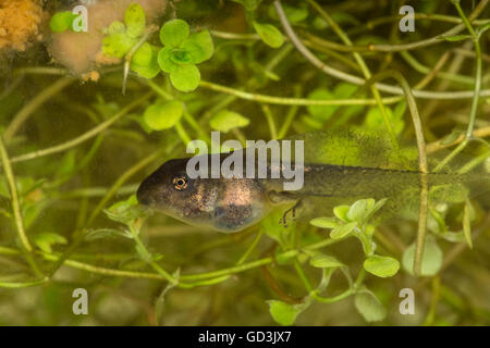Un têtard (également appelé un pollywog ou polliwog) est le stade larvaire dans le cycle de vie d'un amphibie Banque D'Images