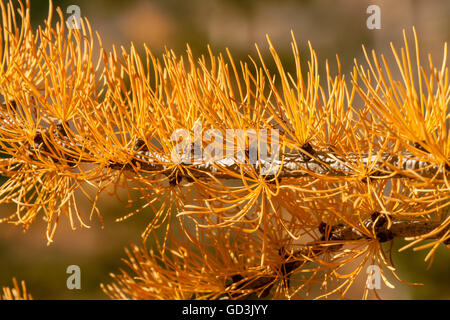 Close-up de la branche d'un arbre en automne de mélèze de l'Ouest, se trouve le long de la Route 20 dans l'ouest de Washington, USA. Banque D'Images