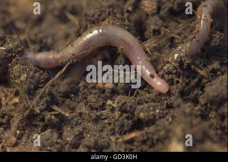 Ver de ramper sur le sol en un tas de compost. Banque D'Images