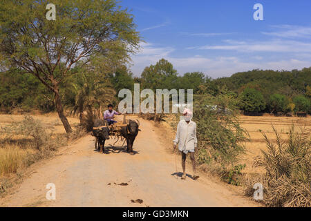 Buffalo panier, Chhattisgarh, bastar, Inde, Asie Banque D'Images