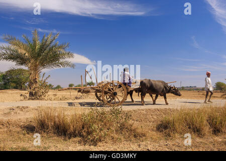 Buffalo panier, Chhattisgarh, bastar, Inde, Asie Banque D'Images