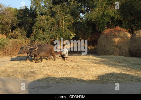 Buffalo panier, Chhattisgarh, bastar, Inde, Asie Banque D'Images