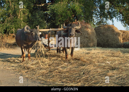 Buffalo panier, Chhattisgarh, bastar, Inde, Asie Banque D'Images