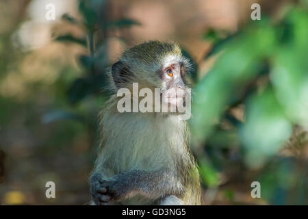 Innocent baby singe regardant au loin dans la distance Banque D'Images