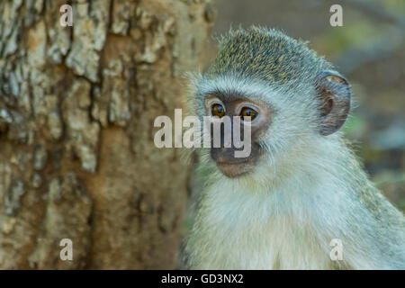 Innocent baby singe regardant au loin dans la distance Banque D'Images