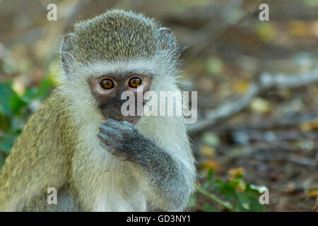 Innocent baby singe les yeux dans l'appareil photo Banque D'Images