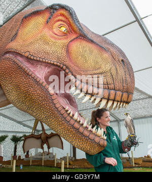 Le zoo de Whipsnade, Dunstable, UK. 12 juillet, 2016. Leroy le faucon lanier se retrouve face à face avec les tyrannosaures Rex grandeur nature au ZSL zoo de Whipsnade, Nr Dunstable, lits um, le mardi 12 juillet 2016 Crédit : Gary Mitchell/Alamy Live News Banque D'Images