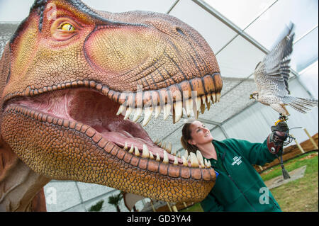 Le zoo de Whipsnade, Dunstable, UK. 12 juillet, 2016. Leroy le faucon lanier se retrouve face à face avec les tyrannosaures Rex grandeur nature au ZSL zoo de Whipsnade, Nr Dunstable, lits um, le mardi 12 juillet 2016 Crédit : Gary Mitchell/Alamy Live News Banque D'Images