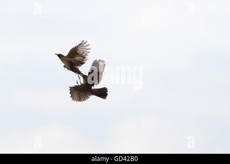 Asuncion, Paraguay. 12 juillet, 2016. Une consistance crémeuse-bellied thrush (Turdus amaurochalinus) mord un autre oiseau dans la queue, tandis qu'il tente de voler haut dans le ciel, est considéré au cours de jour nuageux à Asuncion, Paraguay. Credit : Andre M. Chang/ARDUOPRESS/Alamy Live News Banque D'Images