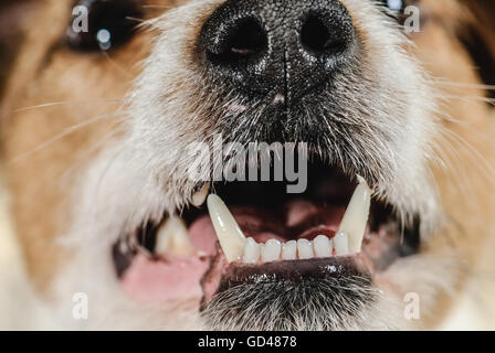 Chien en bonne santé et des dents blanches de jeunes crocs terrier (close up) Banque D'Images