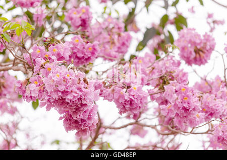 Tabebuia trompette rose arbre en fleurs fleurs). Banque D'Images