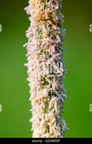 Timothy grass, Phleum pratense, grandissant dans l'Oregon's Wallowa Valley. Banque D'Images