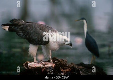 White-Bellied Sea-Eagle Banque D'Images