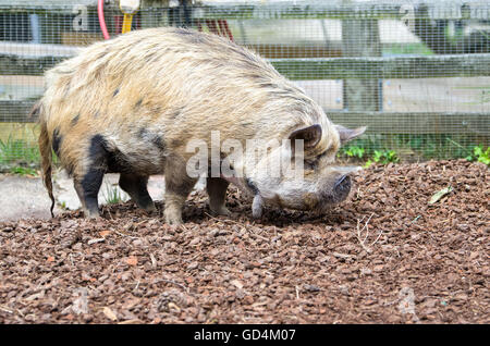 La NOUVELLE ZELANDE Kunekune pig, le nom maori pour cette espèce de cochon, signifie gras et rond. Banque D'Images