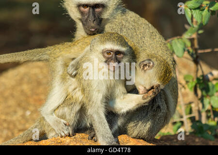 Les singes vervet jouer et de mordre l'un l'autre dans la brousse Banque D'Images