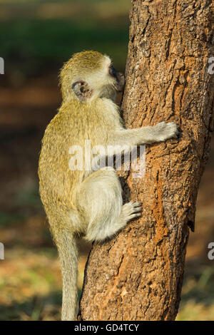 Bébé singe escalade arbre et suçant la sève des arbres Banque D'Images