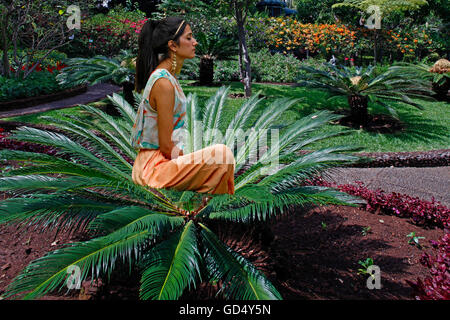 Les Cycadales japonais, jeune femme avec des exercices de yoga, jardin de la Quinta Vigia, Funchal, île de Madère, Portugal Banque D'Images