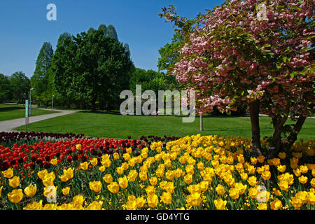 Tulipe, fleur de cerisier, printemps, Luisenpark, Mannheim, Baden-Wurttemberg, Germany Banque D'Images