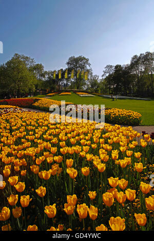 Tulip, printemps, Luisenpark, Mannheim, Baden-Wurttemberg, Germany Banque D'Images