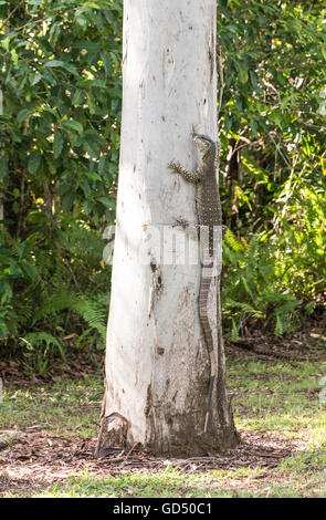 Goanna australienne ou moniteur de dentelle grimpant l'eucalyptus dans le parc national du nord du Queensland, en Australie Banque D'Images