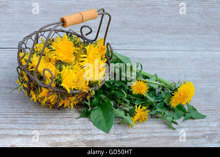 Dans Drahtkorb Loewenzahn, Blueten / (Taraxacum officinale) Banque D'Images